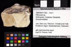 Foto (Objket + Etiketten) von Pithonoton sp. 